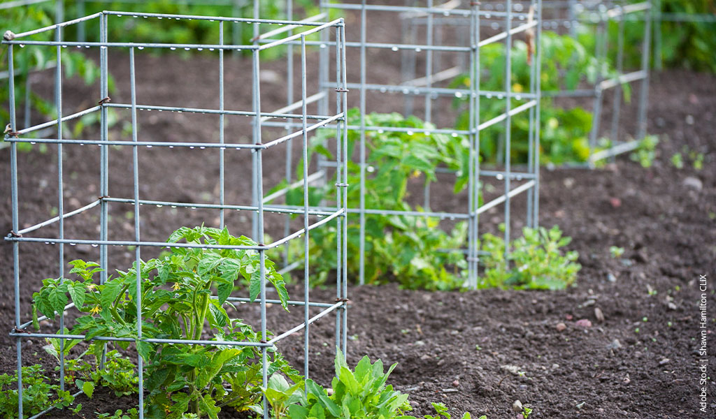 Small plants are supported by a cage as they grow.