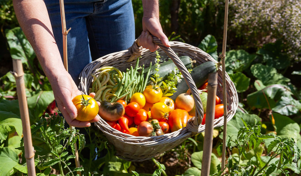 The picture shows how vegetables and fruit are collected with a basket.