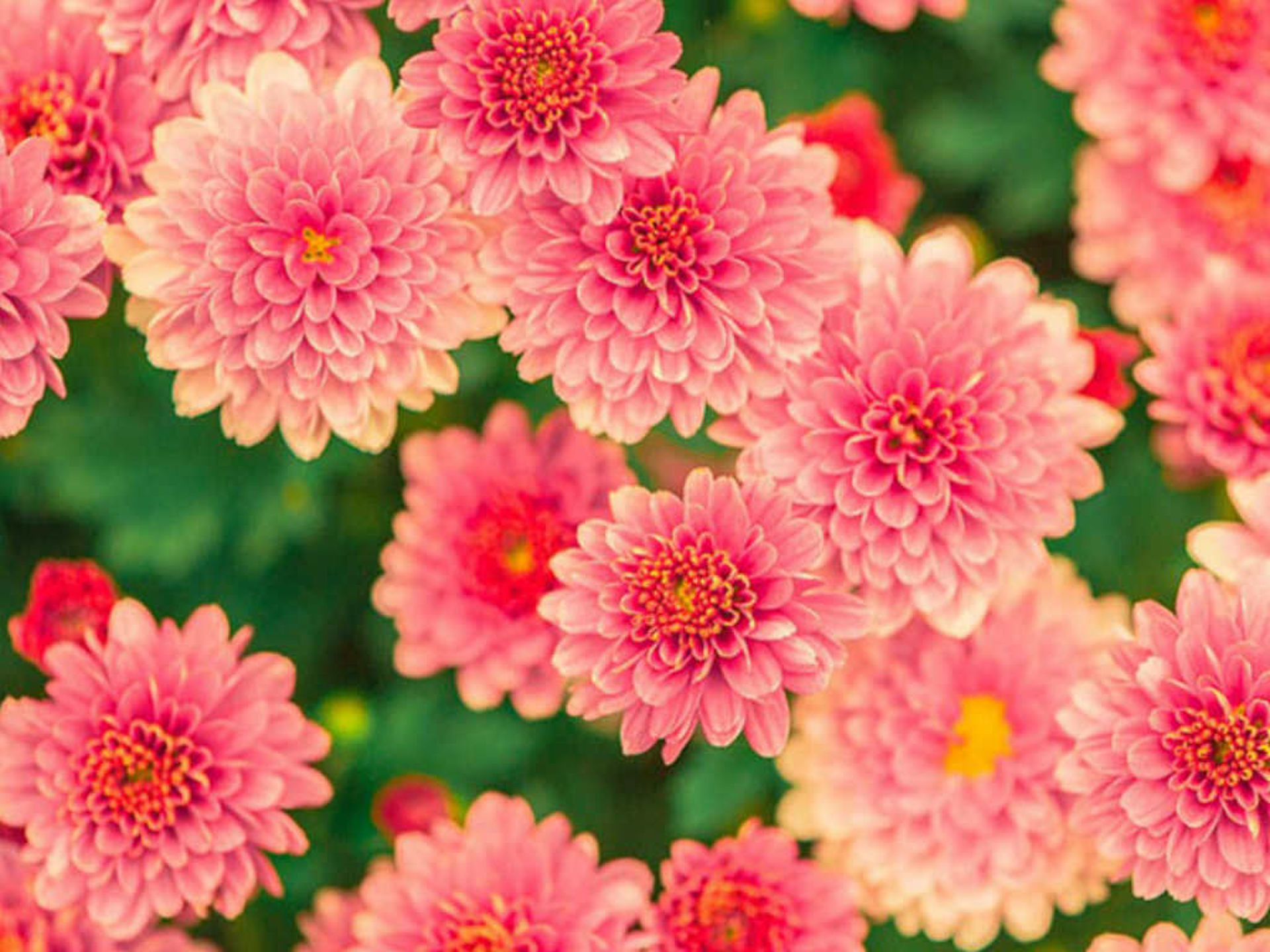 Pinke schöne Sommerblumen