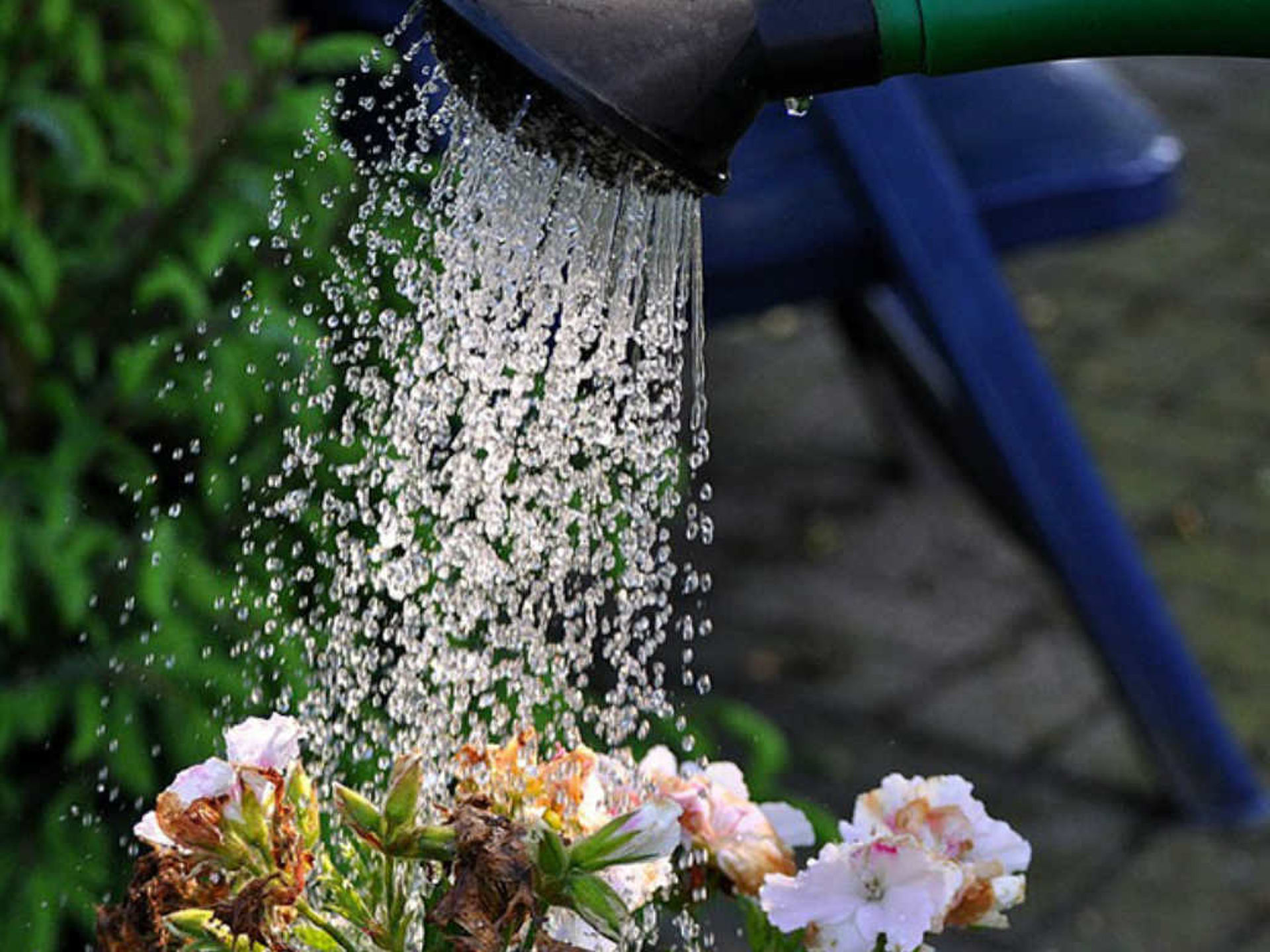 Eine Gießkanne mit der rosa Blumen gegossen werden