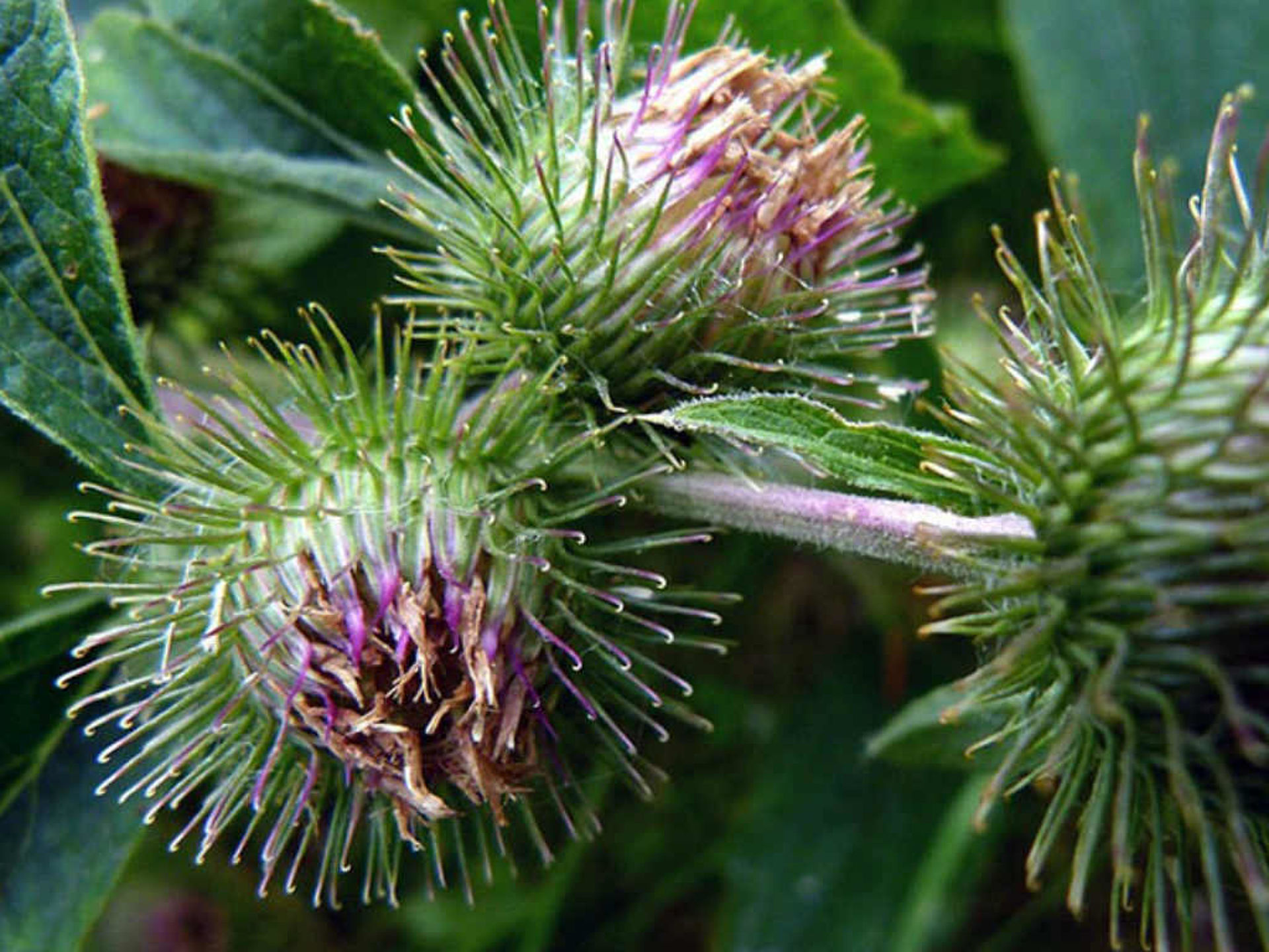 Unkraut in einem Garten