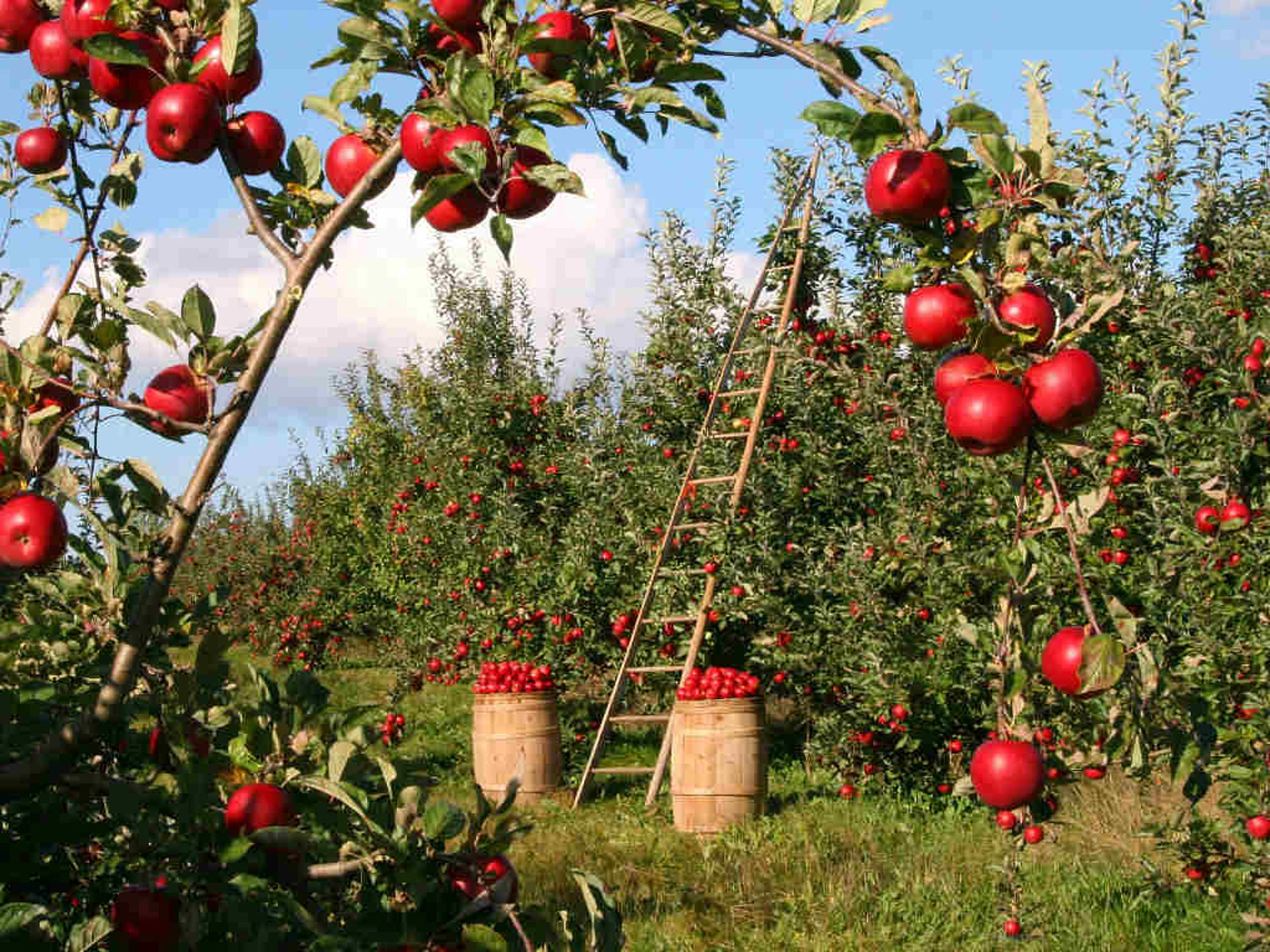 Ein großer Garden mit vielen roten Äpfeln, die geerntet werden müssen.