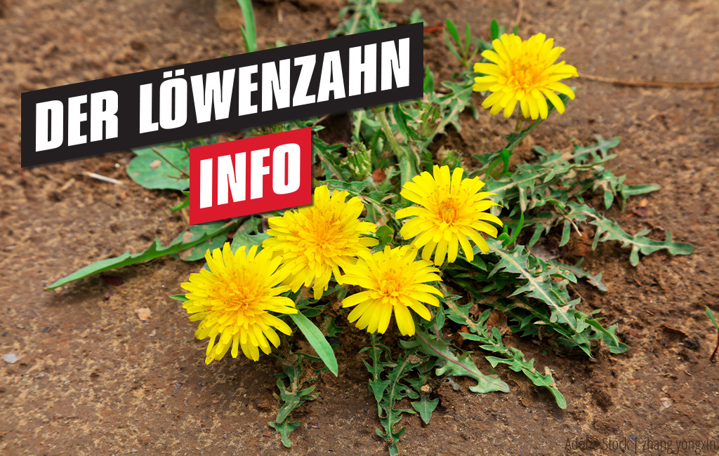 gelber Löwenzahn wächst aus der Erde | Text: Der Löwenzahn - Info