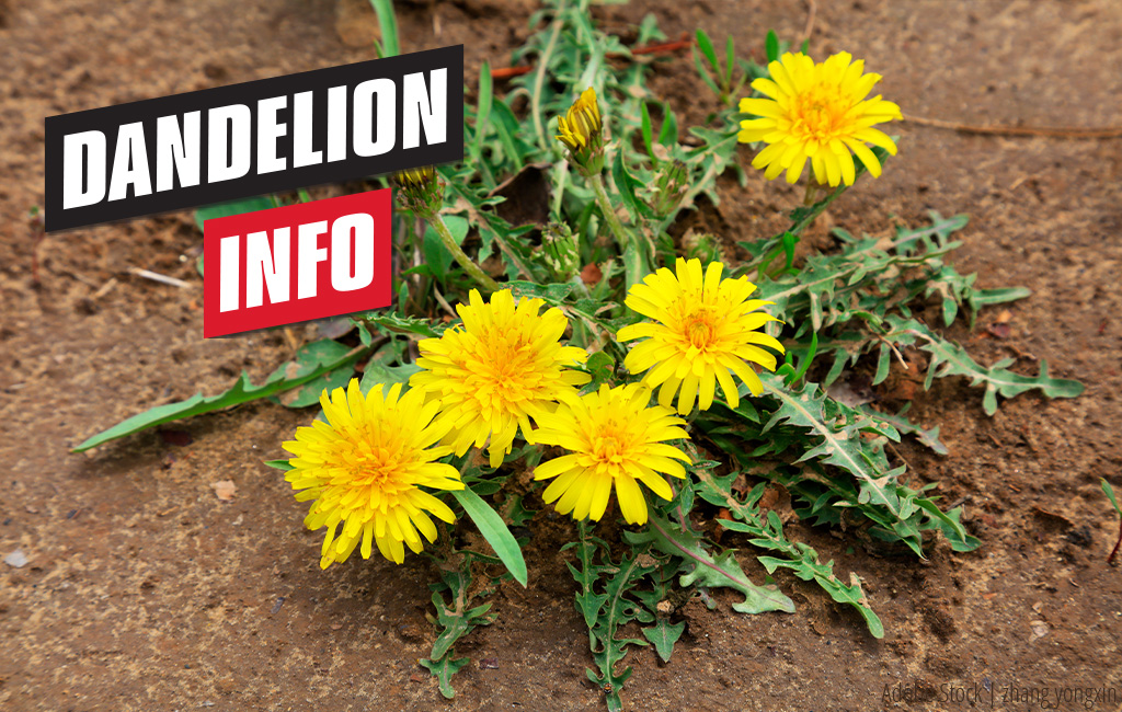 Yellow dandelion growing from the ground | Text: Dandelion - Info