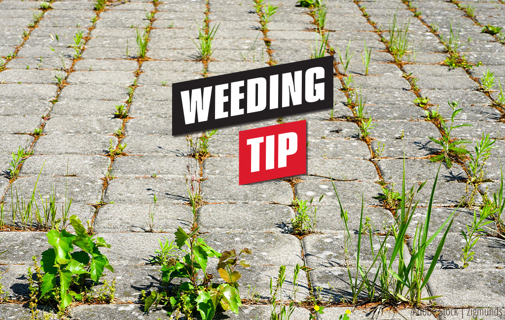 Weeds grow out of joints between paving stones | Text: Weeding - tip