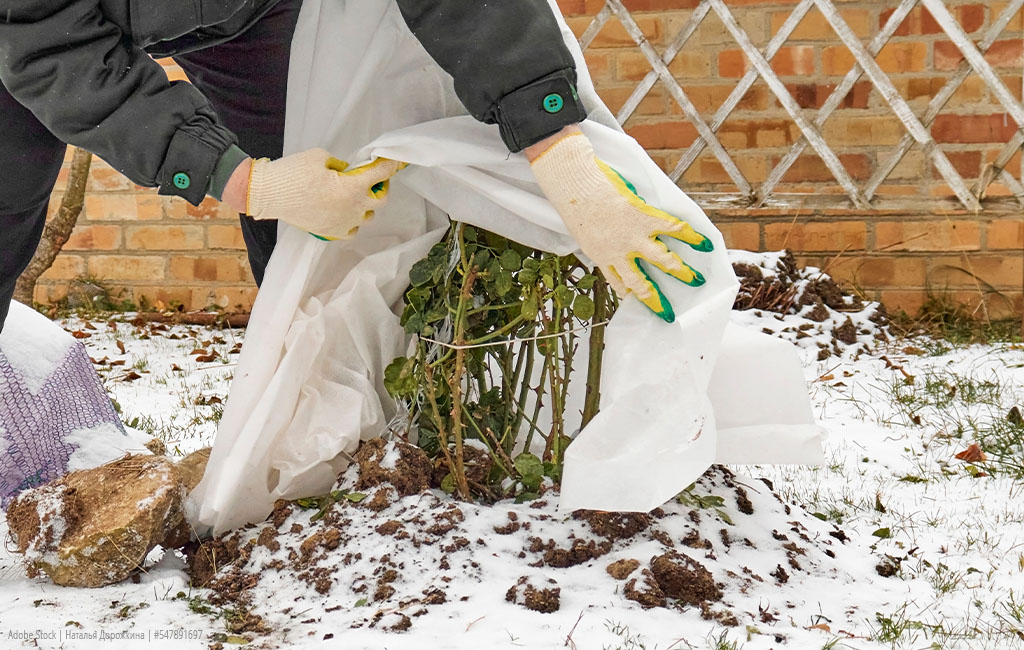 Someone placing a coverage over a plant.