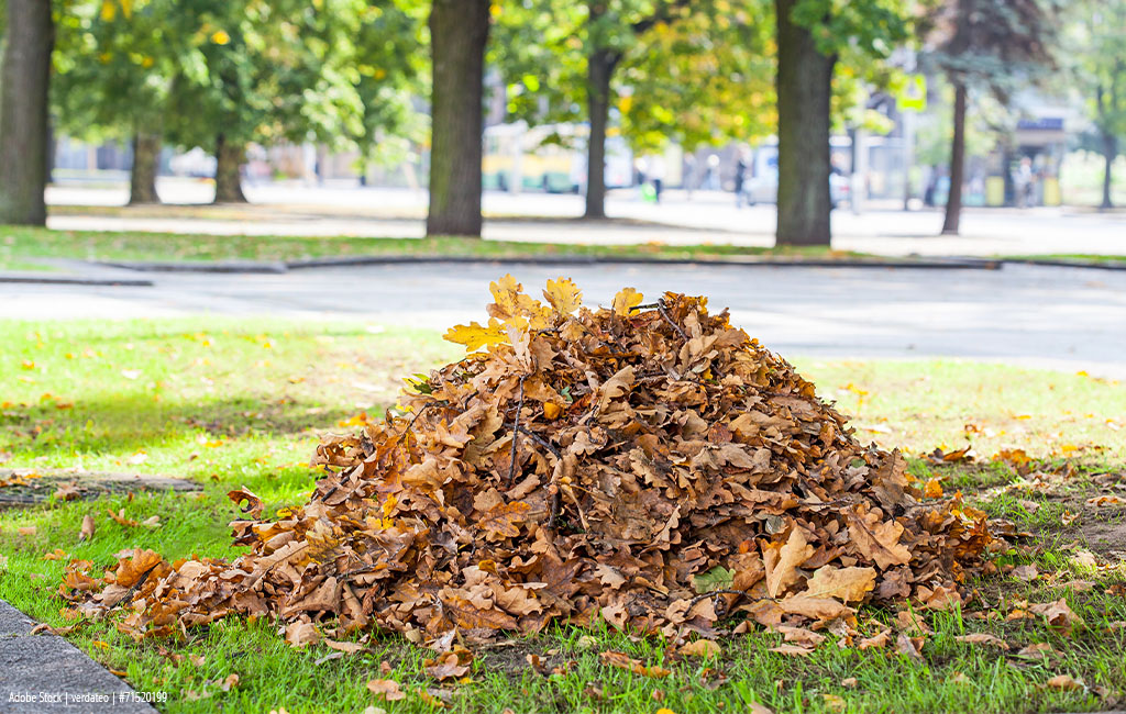 A pile of leaves.