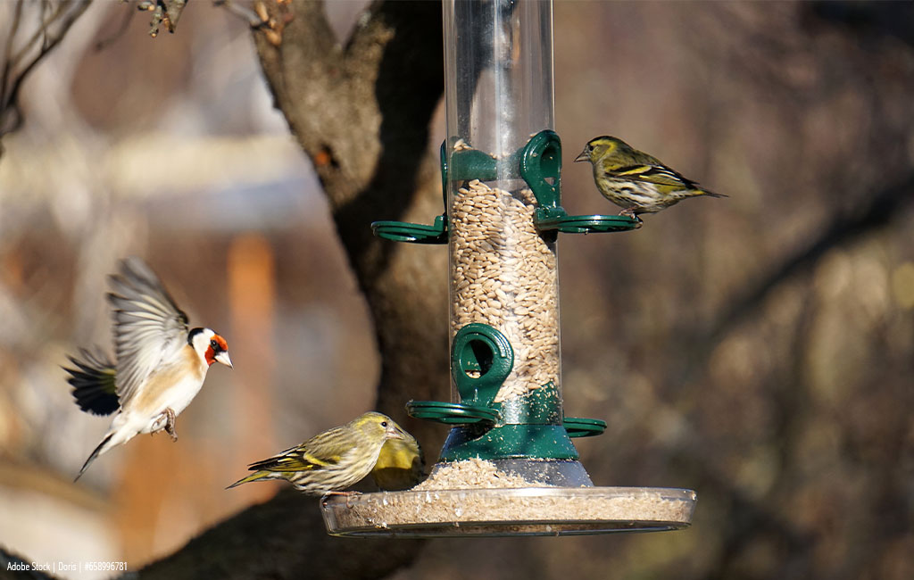 Birds flying to a birdhouse to eat some seeds.