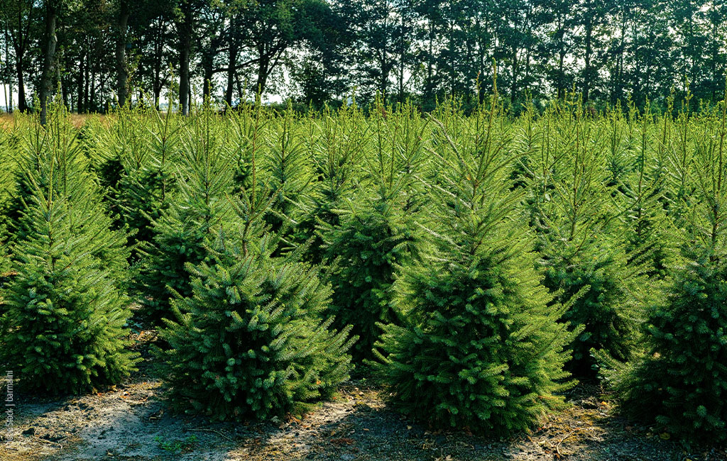 viele Tannenbäume in einem Wald oder auf einer Christbaum-Plantage