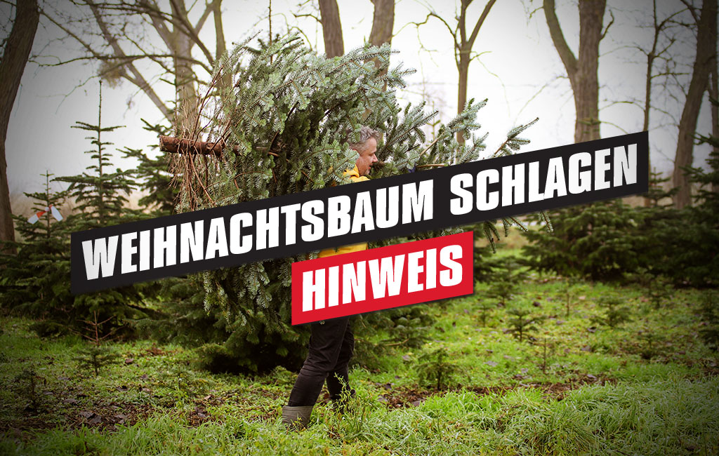 ein Mann trägt einen selbst geschlagenen Tannenbaum